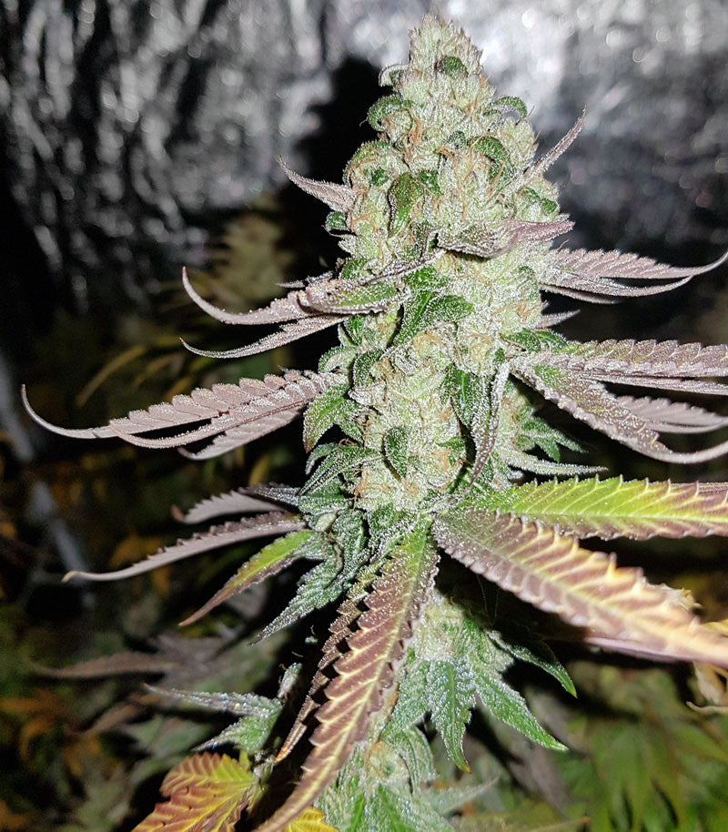 Sweet ZZ (Sweet Z) Cannabispflanze – Royal Queen Seeds, Foto 2