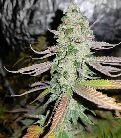 Sweet ZZ (Sweet Z) Cannabispflanze – Royal Queen Seeds, Foto 2
