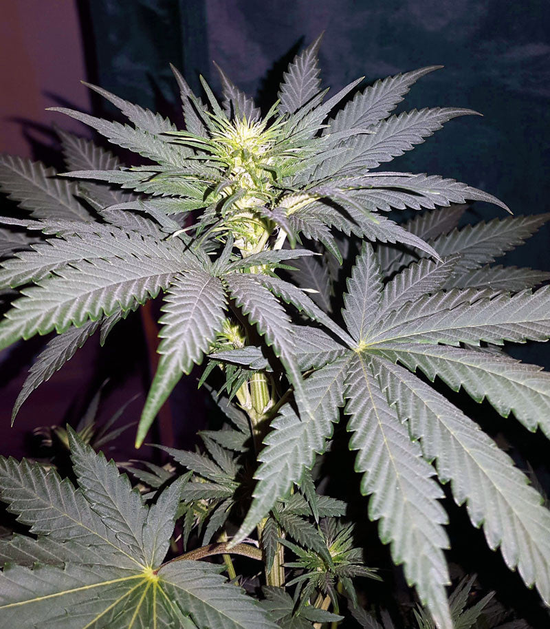 Sweet ZZ (Sweet Z) Cannabispflanze – Royal Queen Seeds, Foto 3