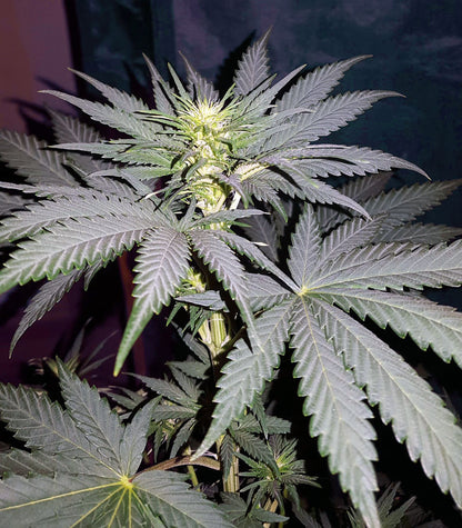 Sweet ZZ (Sweet Z) Cannabispflanze – Royal Queen Seeds, Foto 3