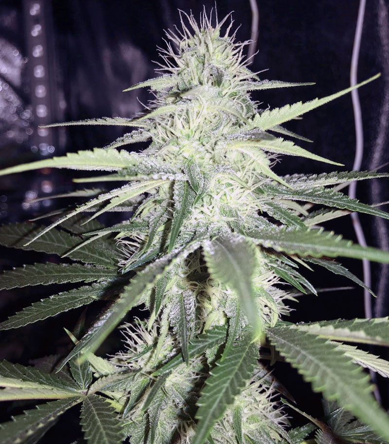 Sweet ZZ (Sweet Z) Cannabispflanze – Royal Queen Seeds, Foto 4