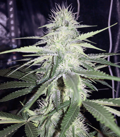 Sweet ZZ (Sweet Z) Cannabispflanze – Royal Queen Seeds, Foto 4