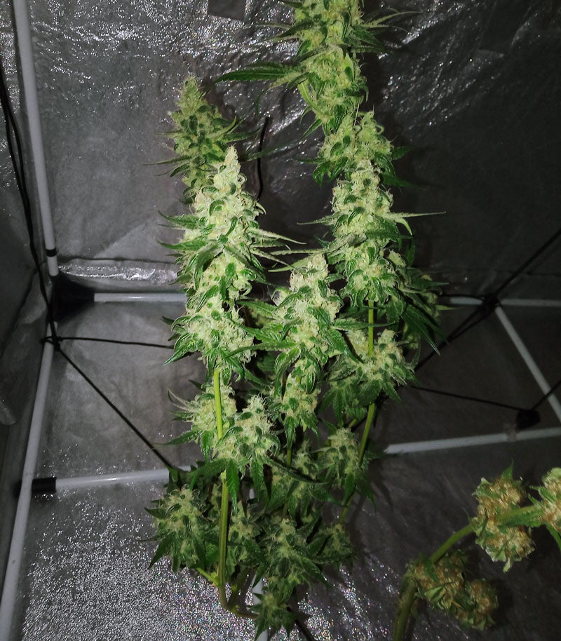 Sweet ZZ (Sweet Z) Cannabispflanze – Royal Queen Seeds, Foto 5