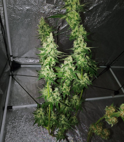 Sweet ZZ (Sweet Z) Cannabispflanze – Royal Queen Seeds, Foto 5