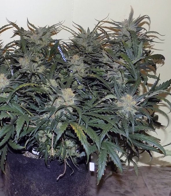 West Coast O.G. Auto Cannabispflanze – Fast Buds, Foto 1