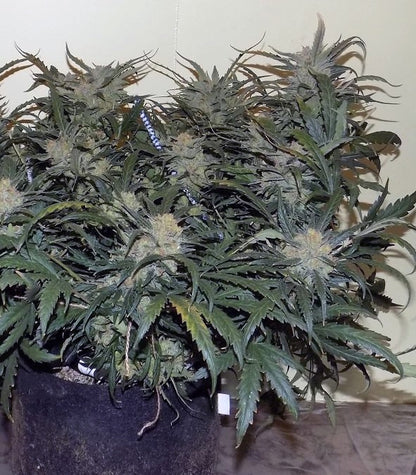 West Coast O.G. Auto Cannabispflanze – Fast Buds, Foto 1
