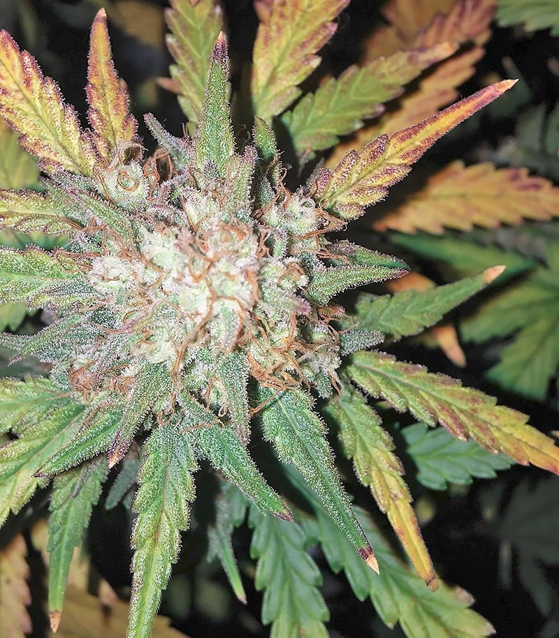 West Coast O.G. Auto Cannabispflanze – Fast Buds, Foto 3