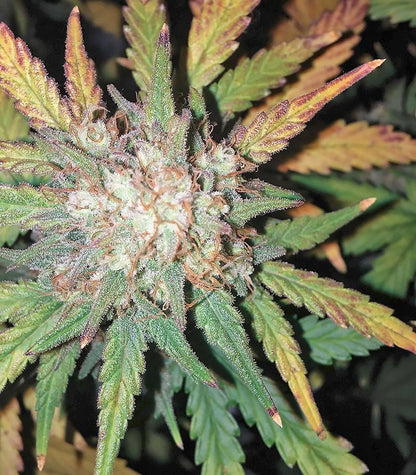 West Coast O.G. Auto Cannabispflanze – Fast Buds, Foto 3