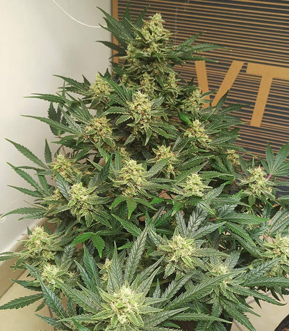 Original Afghan Kush Auto Cannabispflanze – Fast Buds, Foto 2
