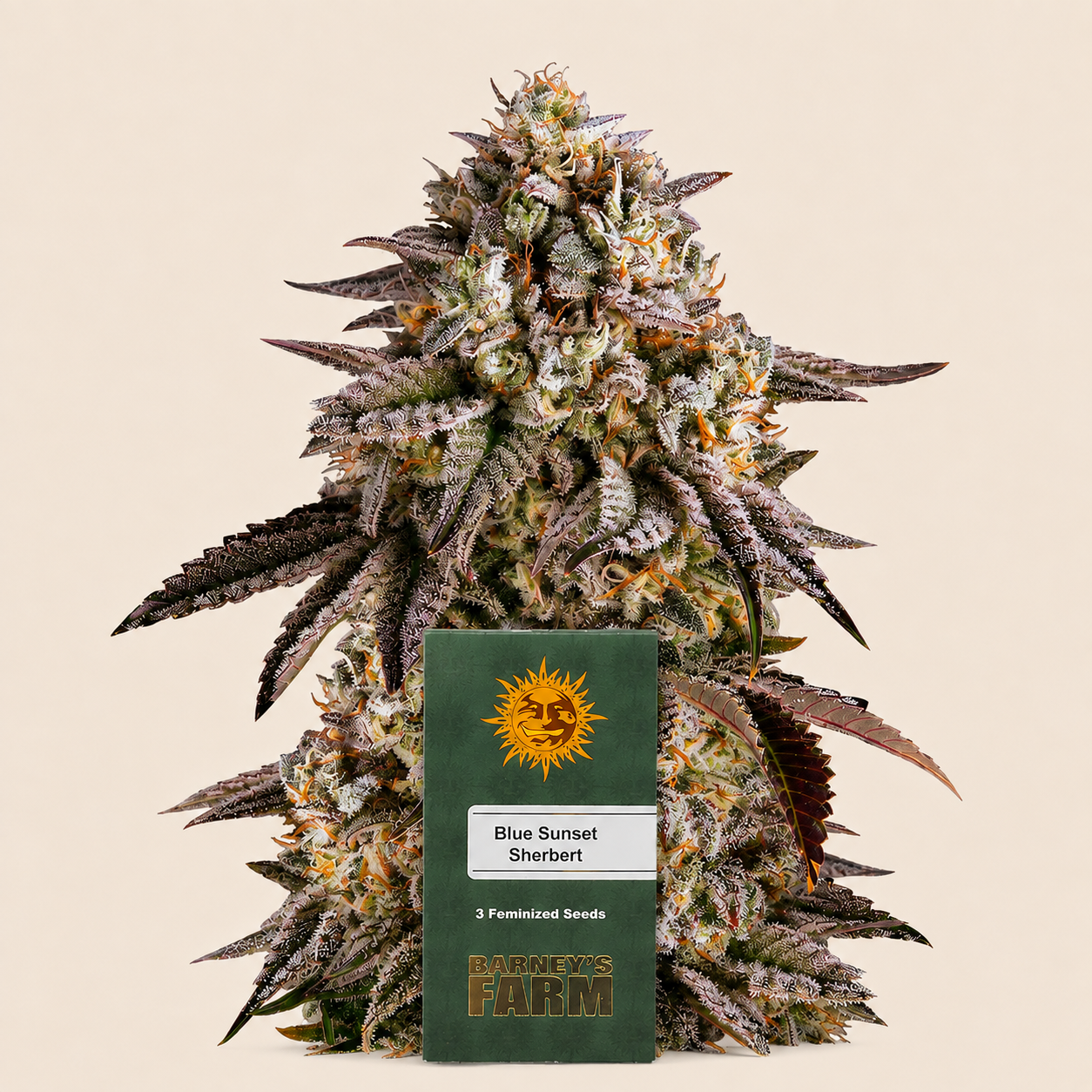 Blue Sunset Sherbert