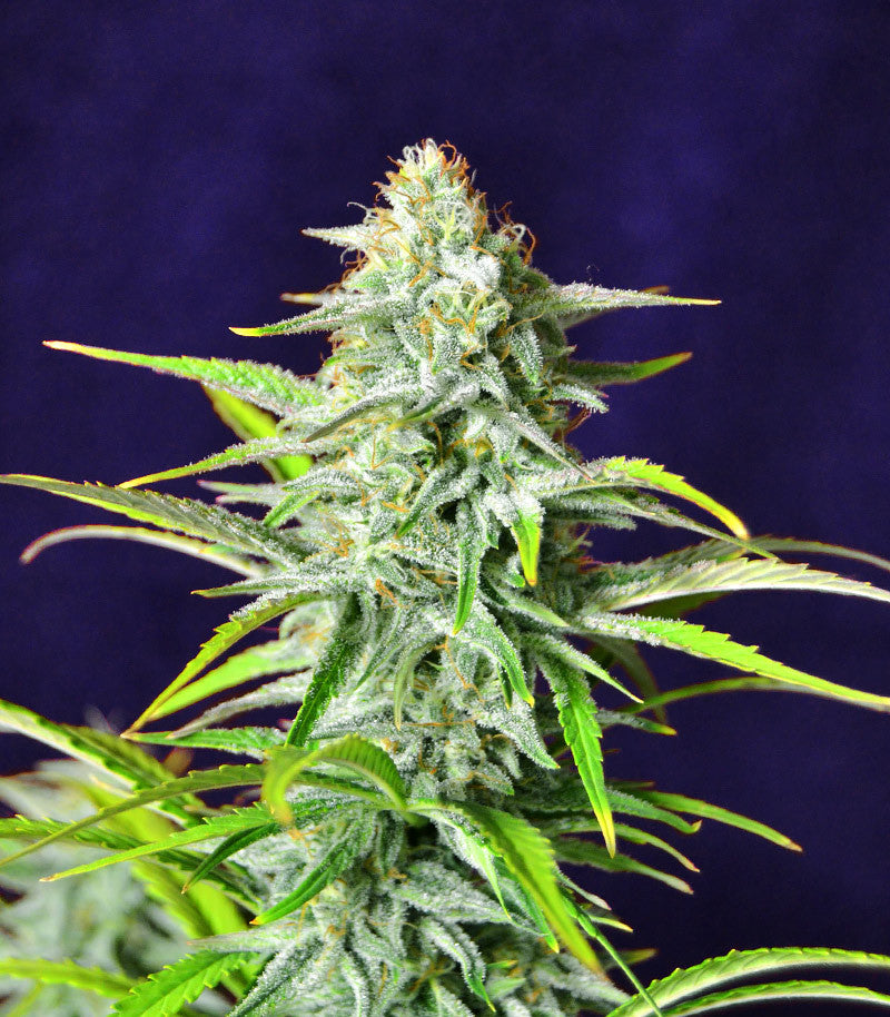 Bruce Banner #3 Auto Cannabispflanze – Herbies Seeds, Foto 1