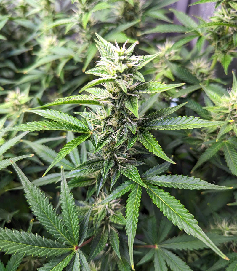 Bruce Banner #3 Auto Cannabispflanze – Herbies Seeds, Foto 3
