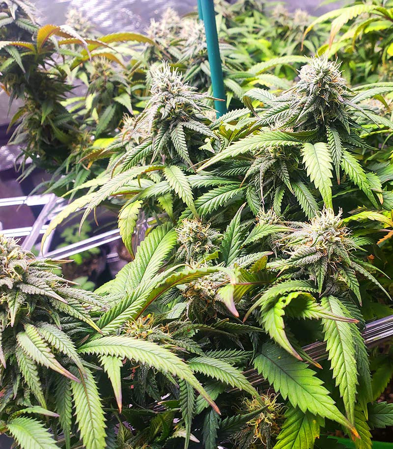 Bruce Banner #3 Auto Cannabispflanze – Herbies Seeds, Foto 4