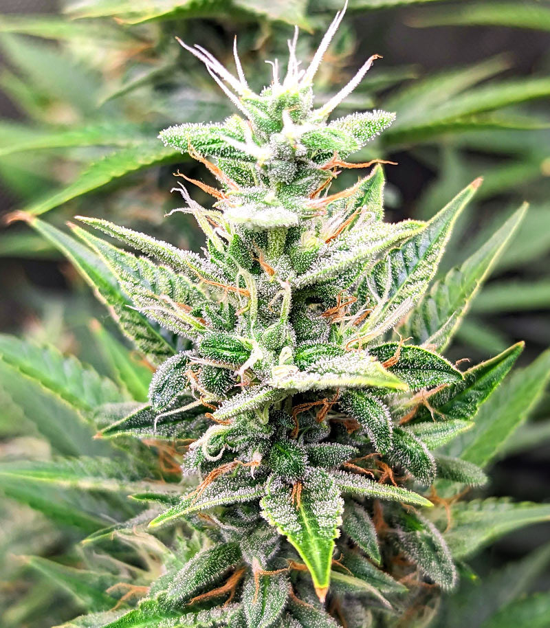Bruce Banner #3 Auto Cannabispflanze – Herbies Seeds, Foto 5