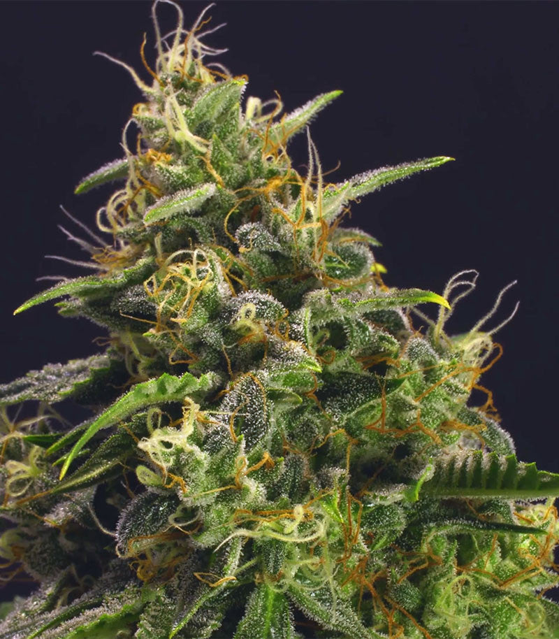 Chem-Bomb Auto Cannabispflanze – Humboldt Seeds Organization, Foto 3