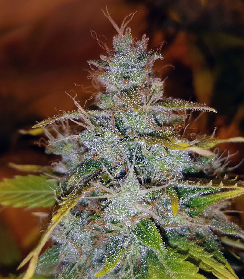 Auto Critical Orange Punch Cannabispflanze – Dutch Passion, Foto 1