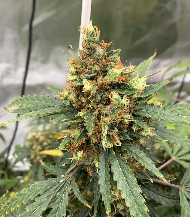 Auto Critical Orange Punch Cannabispflanze – Dutch Passion, Foto 2