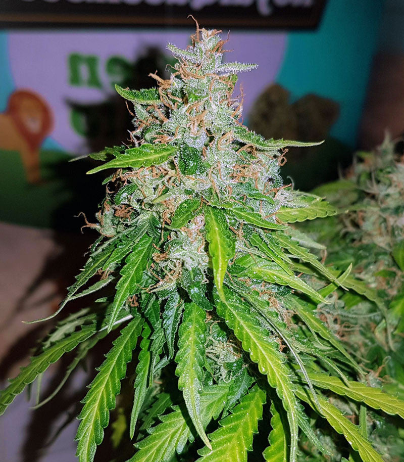 Auto Critical Orange Punch Cannabispflanze – Dutch Passion, Foto 3