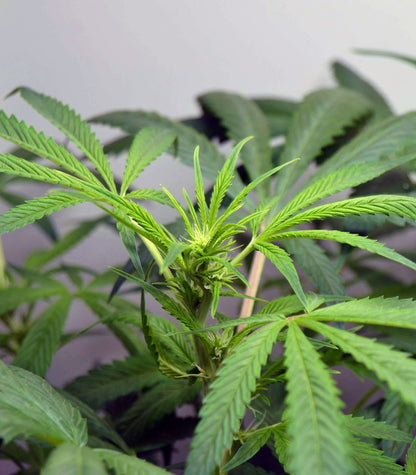 Auto Critical Orange Punch Cannabispflanze – Dutch Passion, Foto 4
