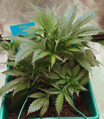 Auto Critical Orange Punch Cannabispflanze – Dutch Passion, Foto 5