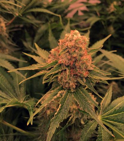 Critical Orange Punch Cannabispflanze – Dutch Passion, Foto 2