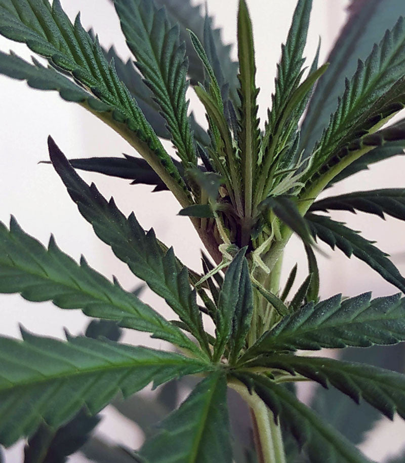 Critical Orange Punch Cannabispflanze – Dutch Passion, Foto 4