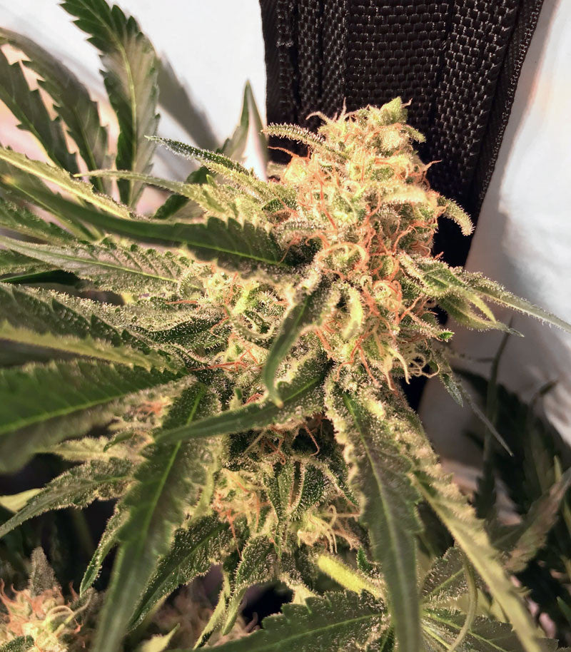 Critical Orange Punch Cannabispflanze – Dutch Passion, Foto 1