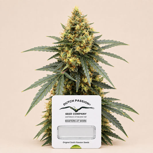 Auto Critical Orange Punch