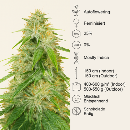 Gelato Glue Autoflower feminisierte Samen (EGS)