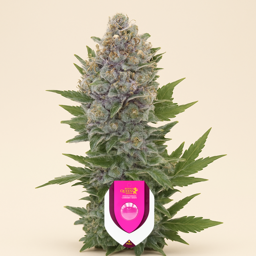 Northern Light Automatic (RQS) Cannabis-Samen