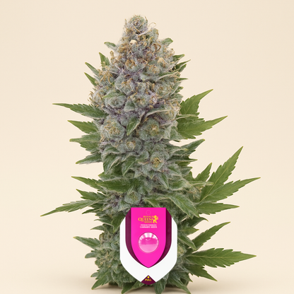 Northern Light Automatic (RQS) Cannabis-Samen