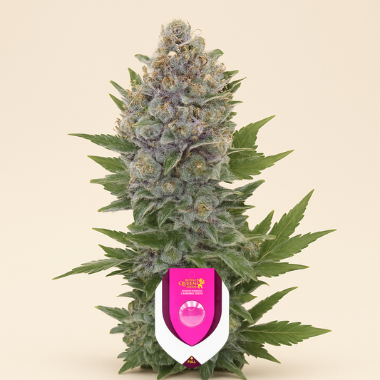 Northern Light Automatic (RQS) Cannabis-Samen