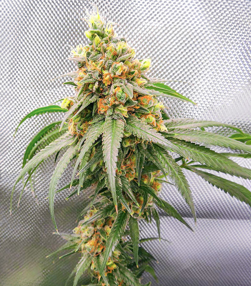 Alpha 21 Cannabispflanze – AlphaFem Seeds, Foto 1