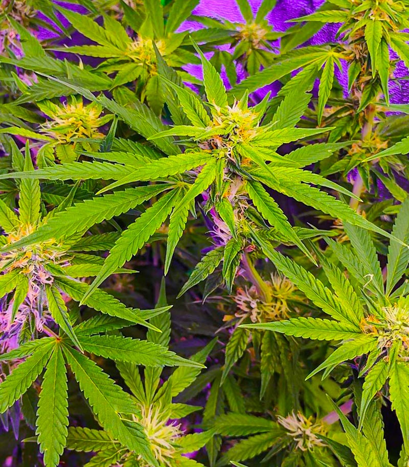 Bruce Banner Fast Version Cannabispflanze – EGS, Foto 5