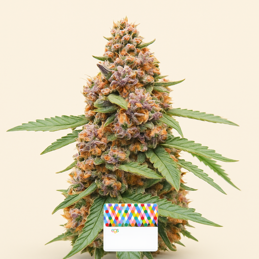 Runtz Autoflower feminisierte Samen (EGS)