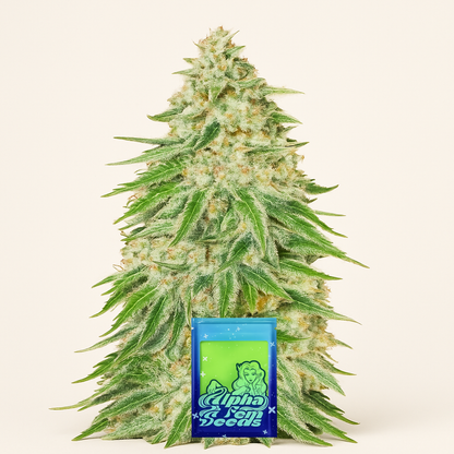 WiFi Kush feminisierte Samen (AlphaFem Seeds)