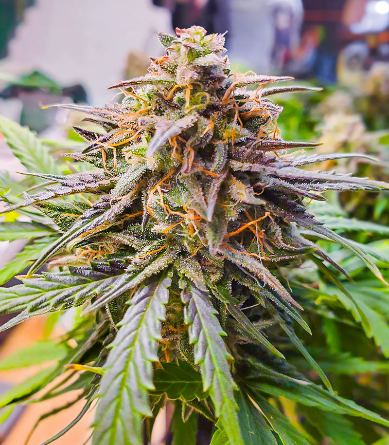 Crystal WW Autoflower Cannabispflanze – EGS, Foto 1