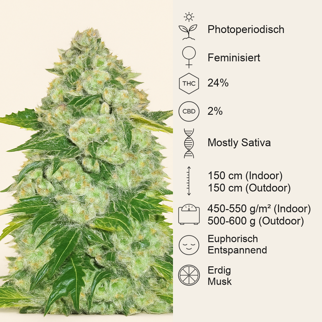 AK 47 Fast Version feminisierte Samen (EGS)