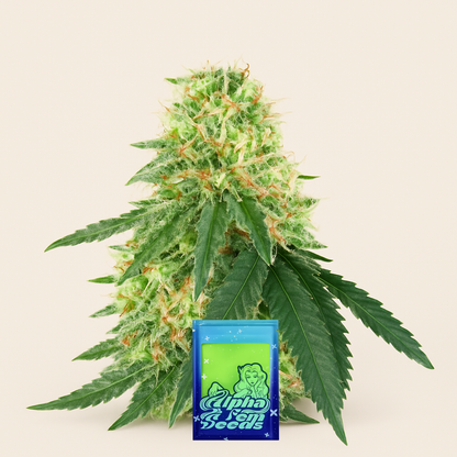 Lemon OG feminisierte Samen (AlphaFem Seeds)