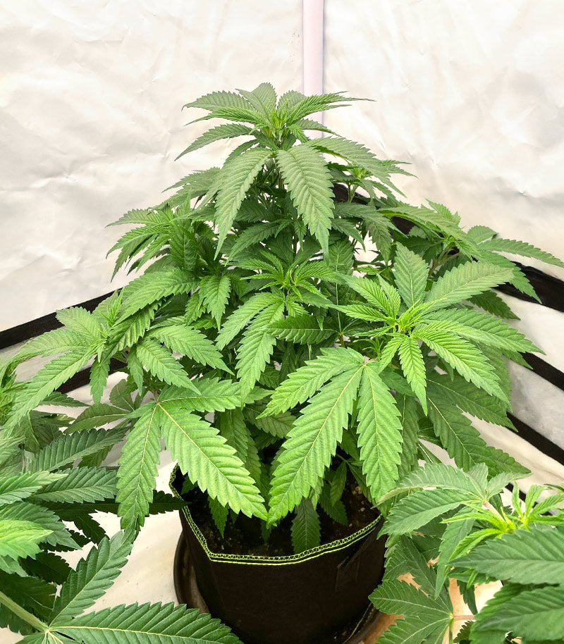 Apple Fritter Cannabispflanze – Barney's Farm, Foto 2