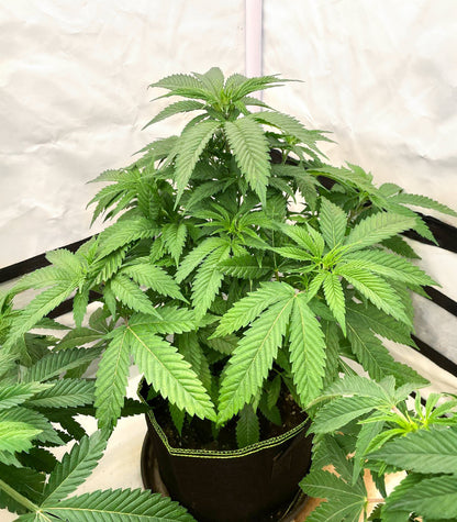 Apple Fritter Cannabispflanze – Barney's Farm, Foto 2