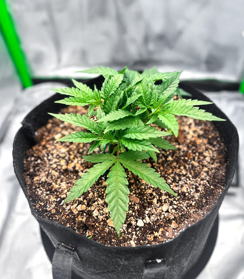 Jelly Donutz Autoflower Cannabispflanze – Humboldt Seed Company, Foto 3