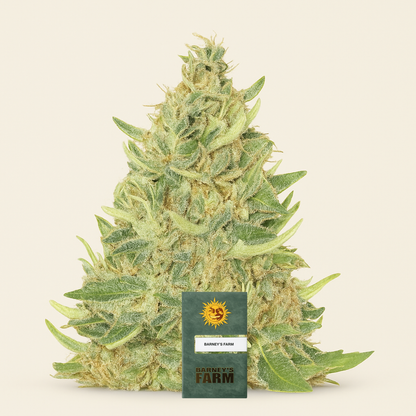 Ayahuasca Purple (Barney's Farm) Cannabis-Samen