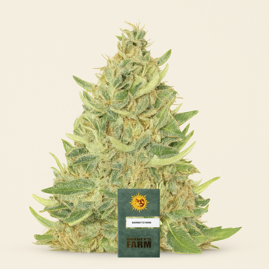 Ayahuasca Purple (Barney's Farm) Cannabis-Samen