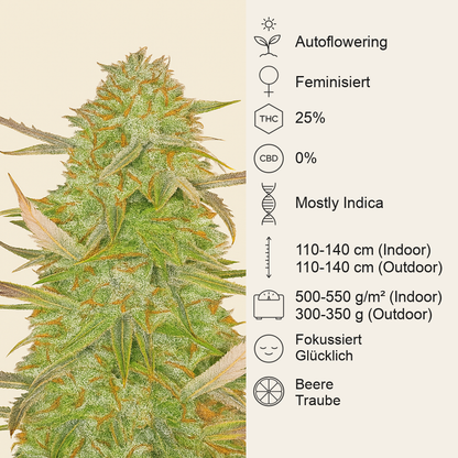 Grandmommy Purple Auto-Samen (Herbies Seeds)