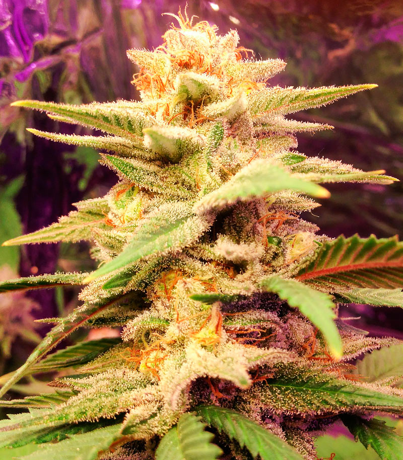 Caramelo Early Version Cannabispflanze – Delicious Seeds, Foto 2