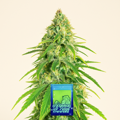 Glue Sherbert feminisierte Samen (AlphaFem Seeds)