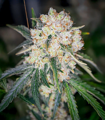 Keep Frosted Guava Autoflower Cannabispflanze – Seedkeepers, Foto 4