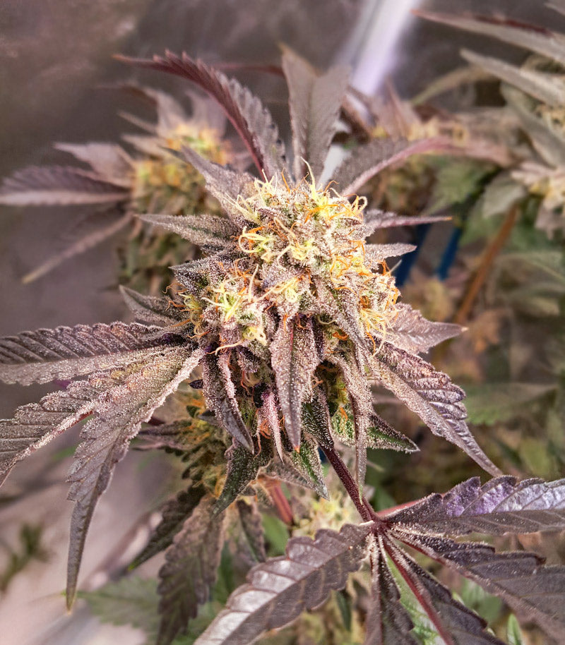 Sticky Sherbert GG Cannabispflanze – Seedkeepers, Foto 1