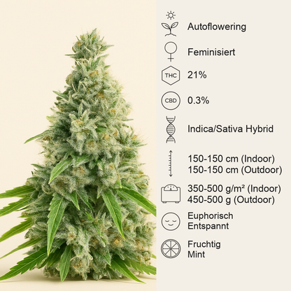 Candy Cane Mango Autoflower feminisierte Samen (Seedkeepers)
